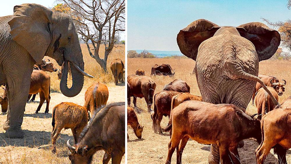 Nzou and Her Buffalo Herd