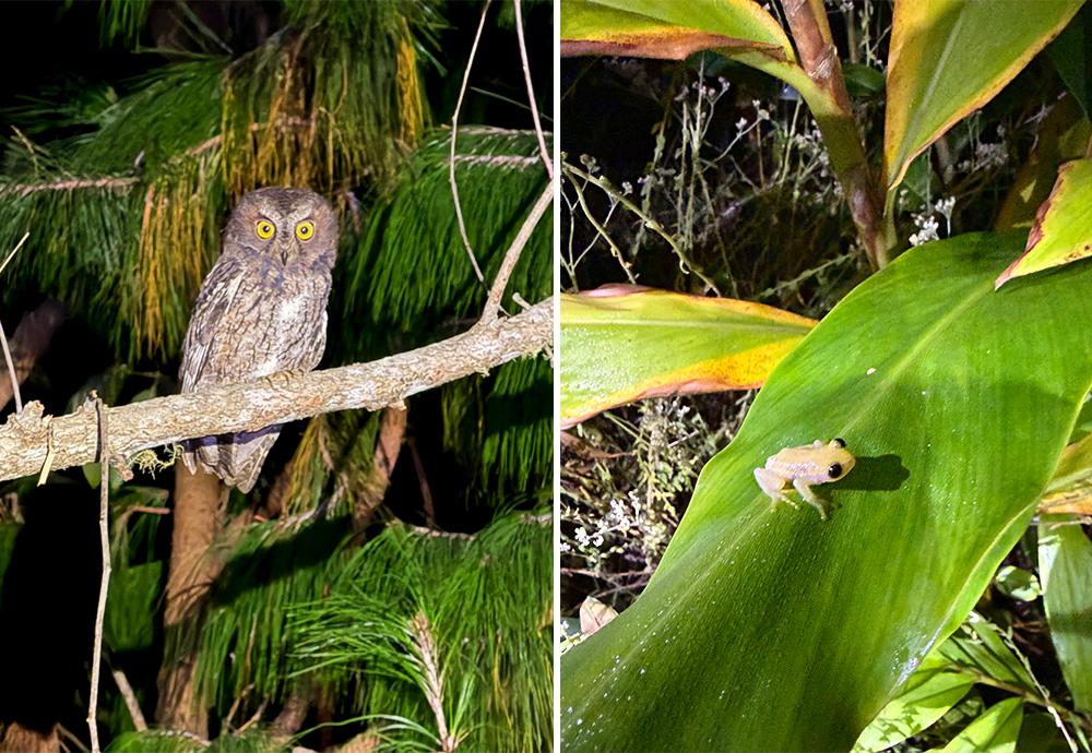 Nocturnal Animal Trek