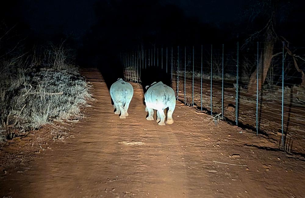 Rhinos Initially Staying By Fenceline