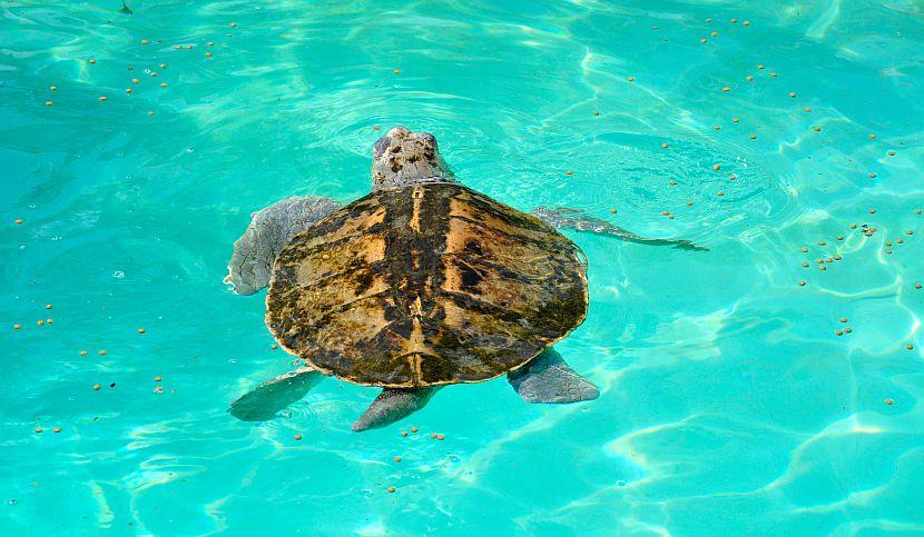 Kemp Ridley Turtle