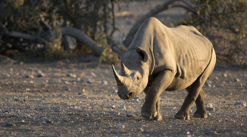 Volunteer with Rhinos