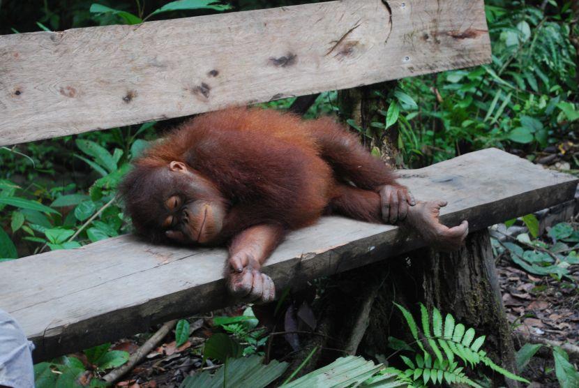 baby orangutans