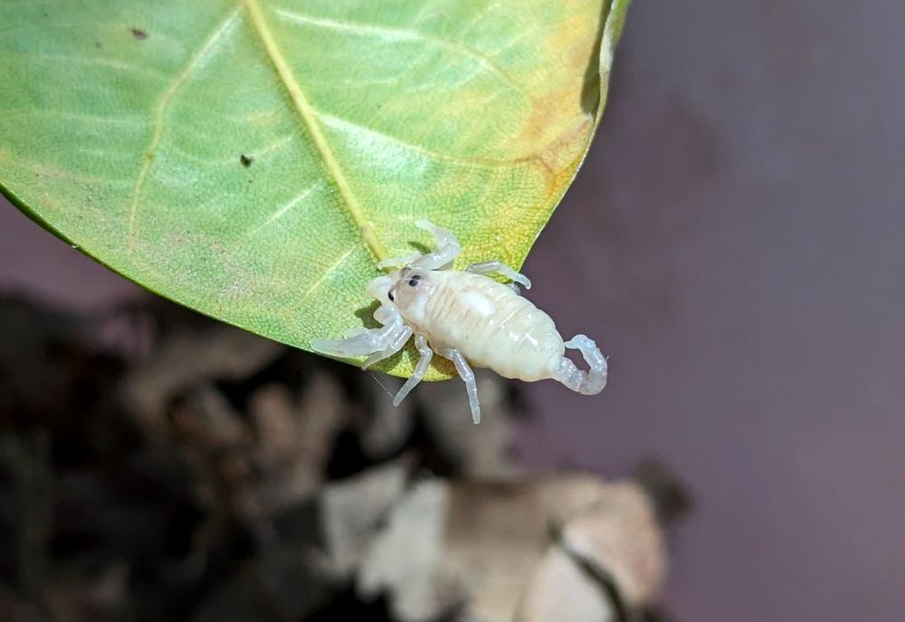 Laos Wildlife Sanctuary Rescues Baby Scorpions