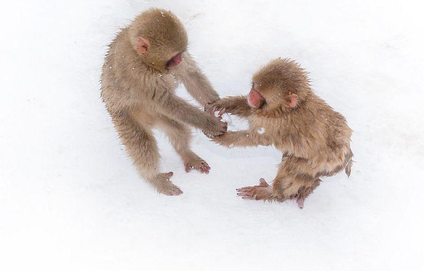 Snow monkeys