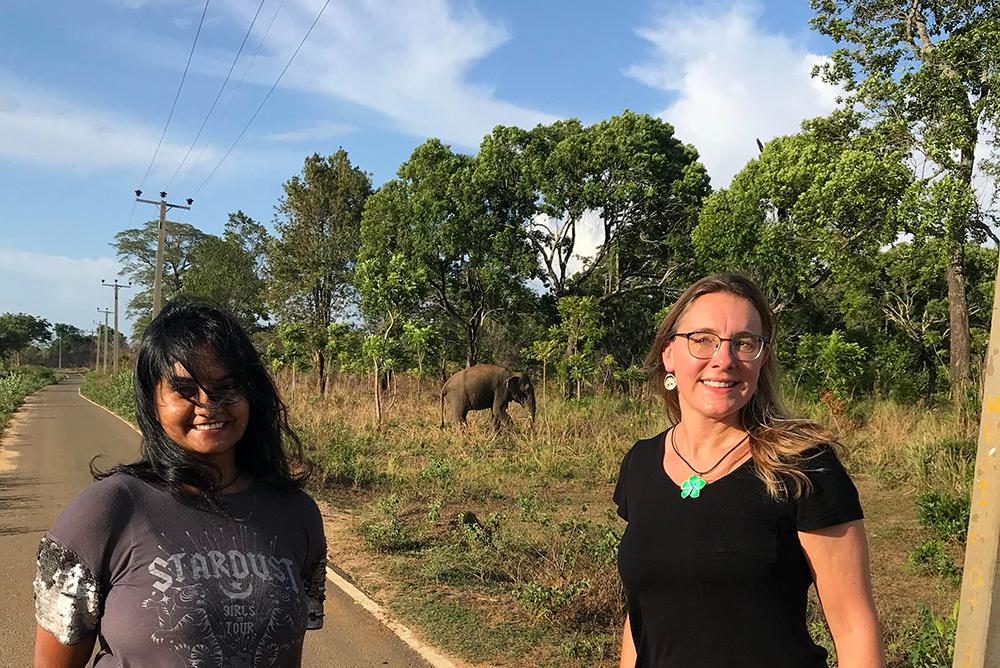 Elephant in Background