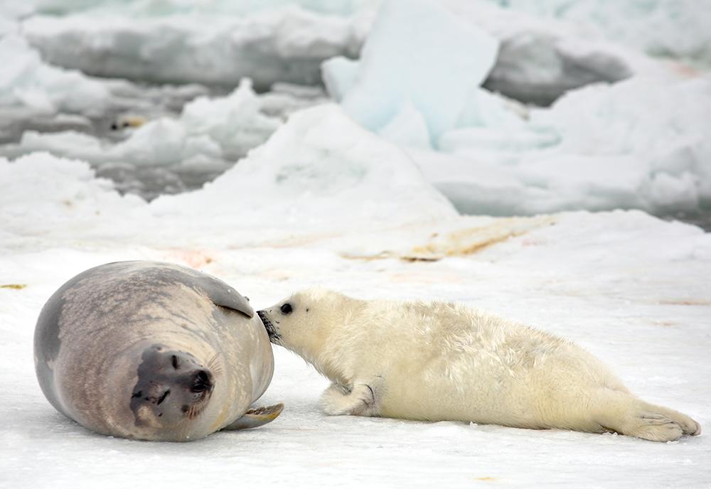 Harp Seal - Worst Mothers in the Animal Kingdom