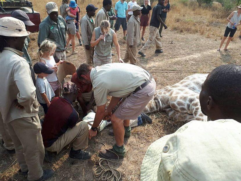 Game Capture Giraffe Zimbabwe