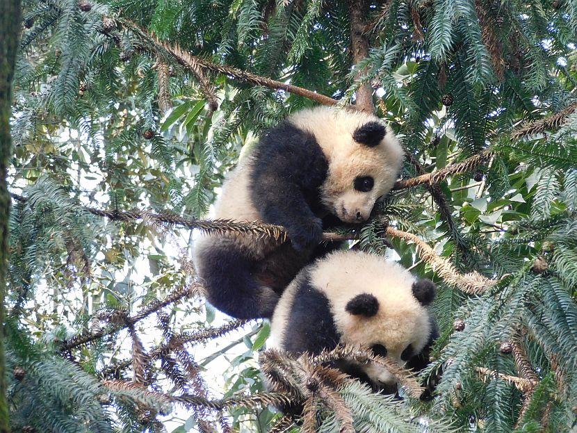 Baby Giant Panda