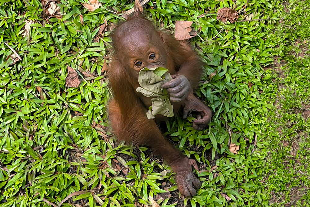 Baby Orangutan at Sanctuary