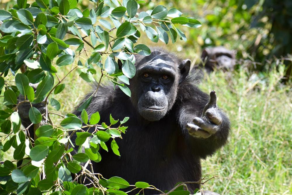Rescued Chimp at Chimp Eden