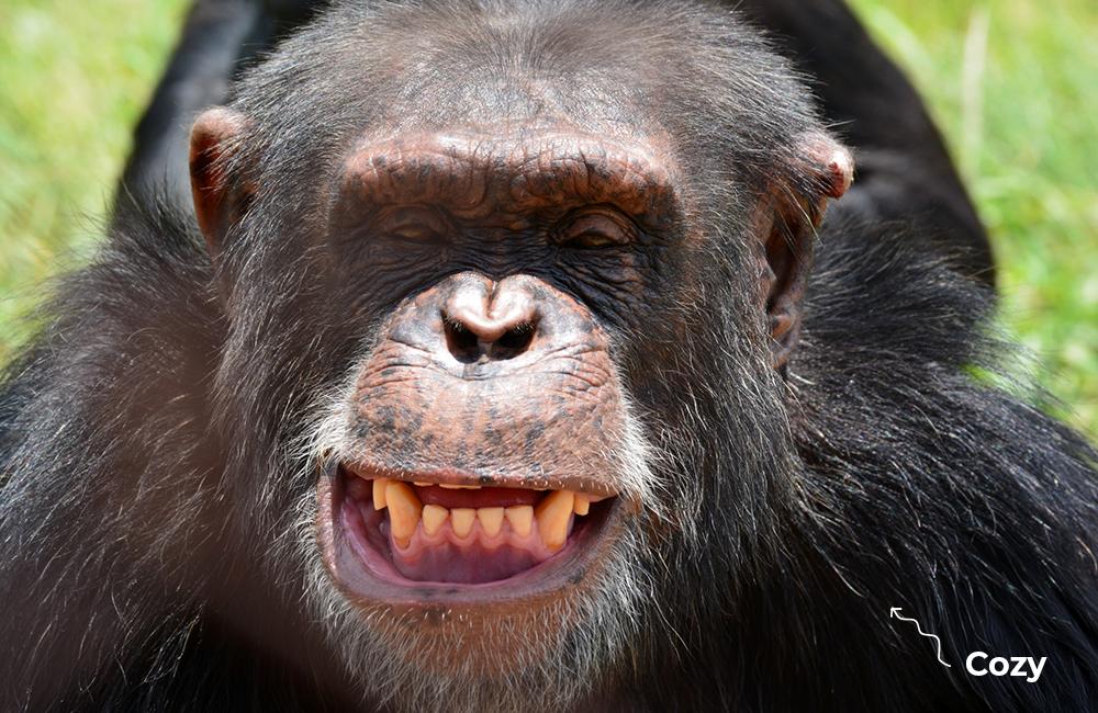 Chimpanzee Cozy - Chimp Eden Sanctuary