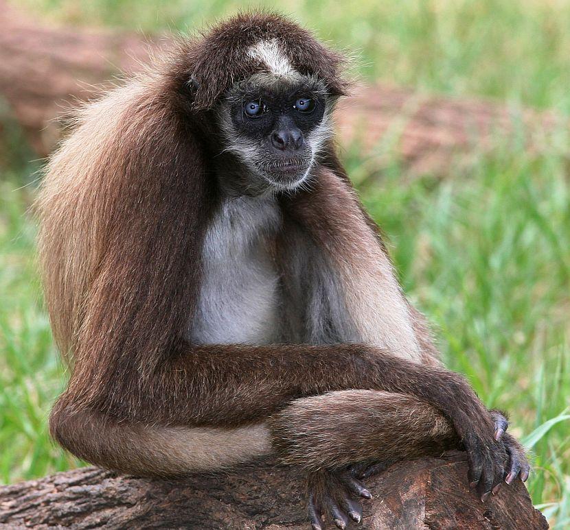 Brown Spider Monkey