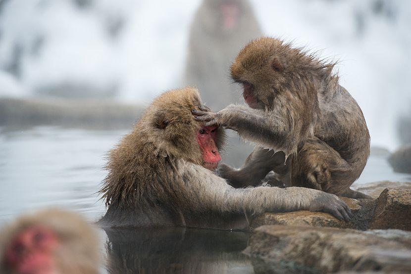 Japanese macaque