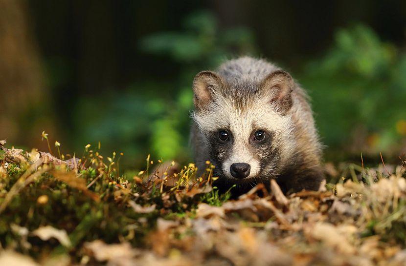 Baby Raccoon Dog