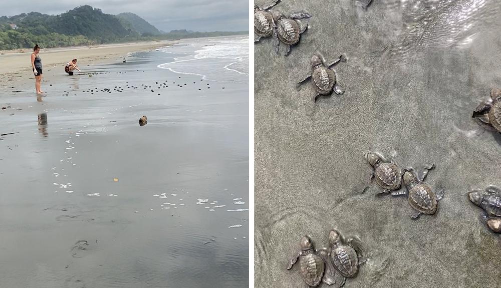 Volunteers Releasing Turtles