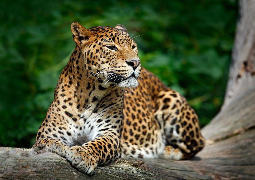 Indian Leopard