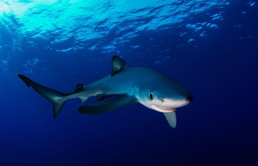 blue shark