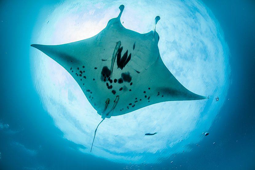 Manta ray