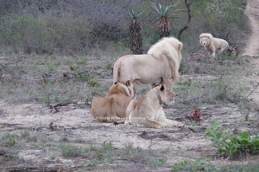 White Lion Pride