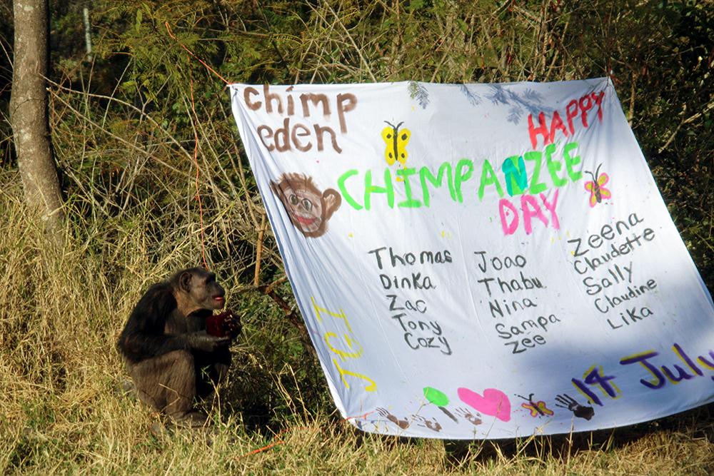 Volunteers at Chimp Eden Celebrate World Chimpanzee Day