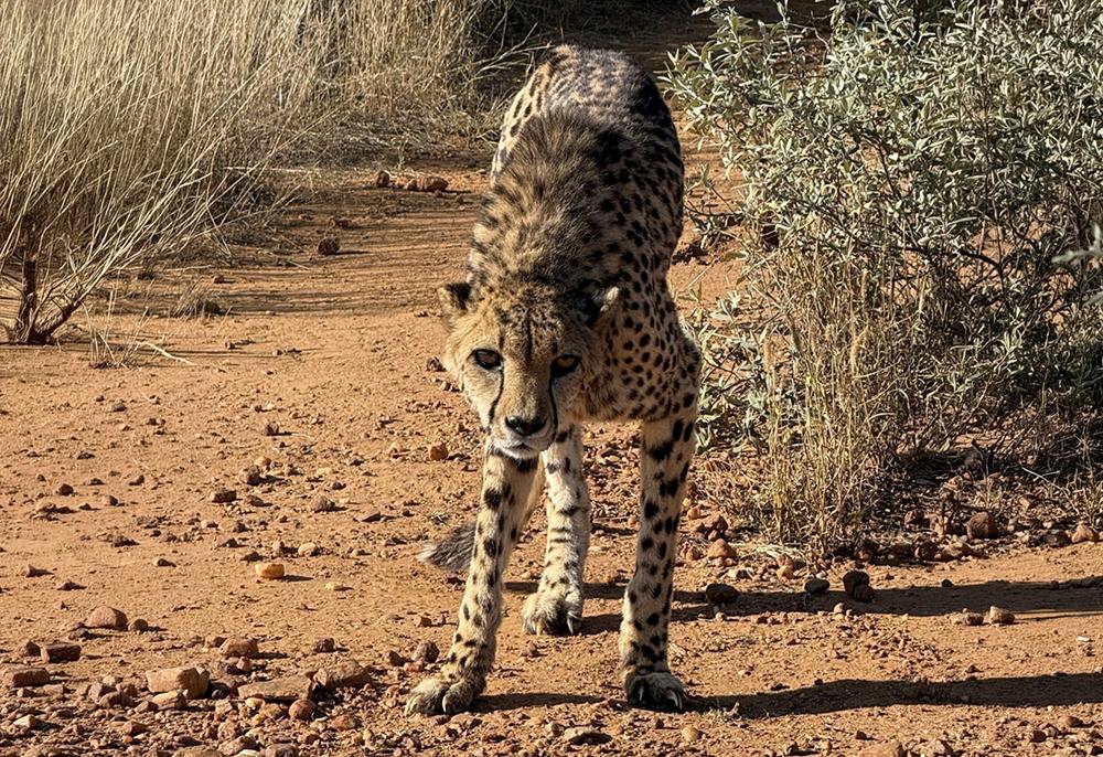Lucky the Cheetah
