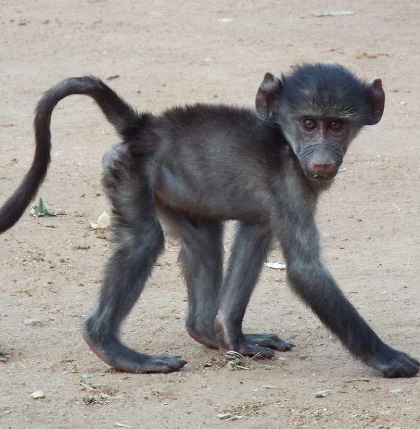 Baby Baboon