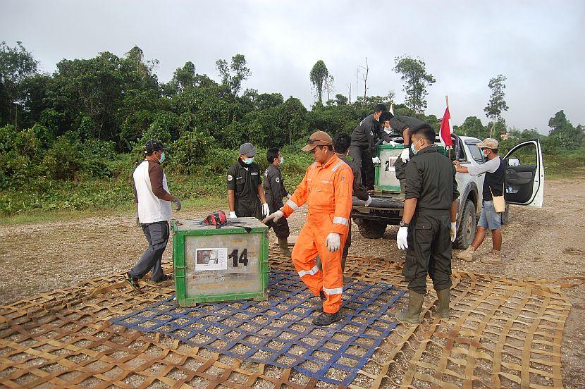 Orangutan Release