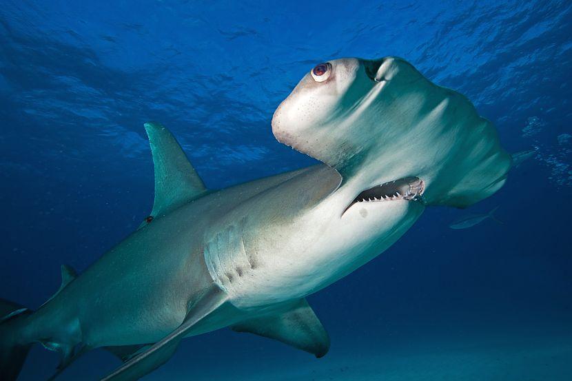 Great Hammerhead