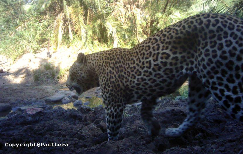 Leopards in South Africa 