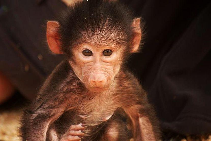 Baby baboon at NWS