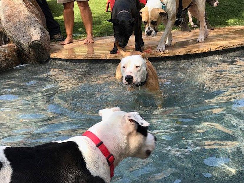 Dog Pool Party