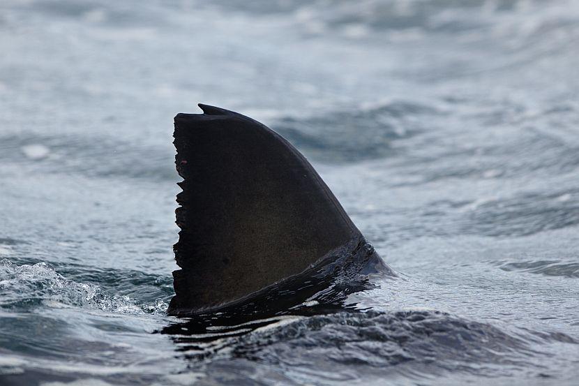 Shark Fin on Shark Awareness Day 2017