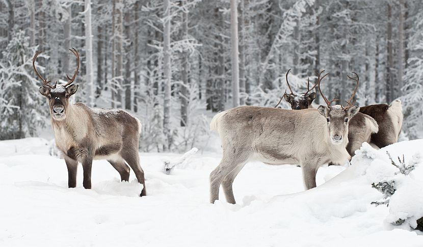 Reindeer in snow