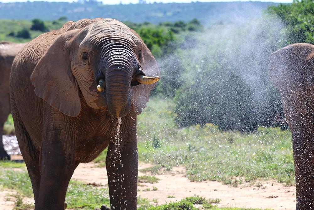Elephant Sighting