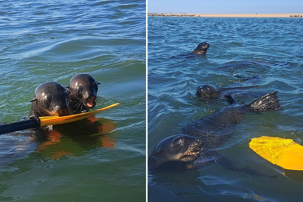 Kayaking with Seals - Coastal Conservation Week via Namibia Wildlife Sanctuary