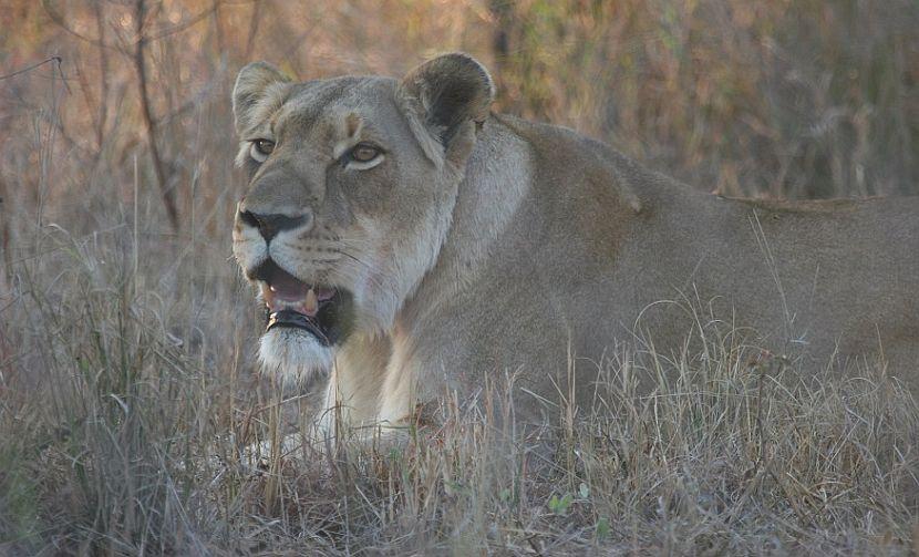 Khanyiza The White Lion