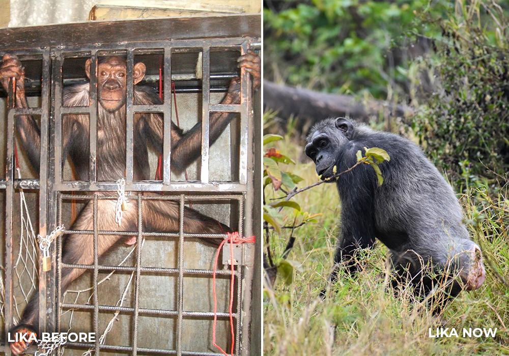 Chimpanzee Lika Before and After Life at Chimp Eden
