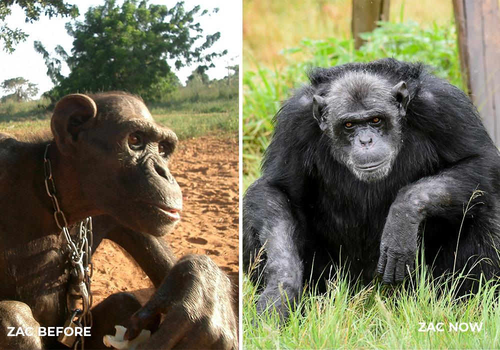 Rescue Chimp Zak Before & After Chimp Eden
