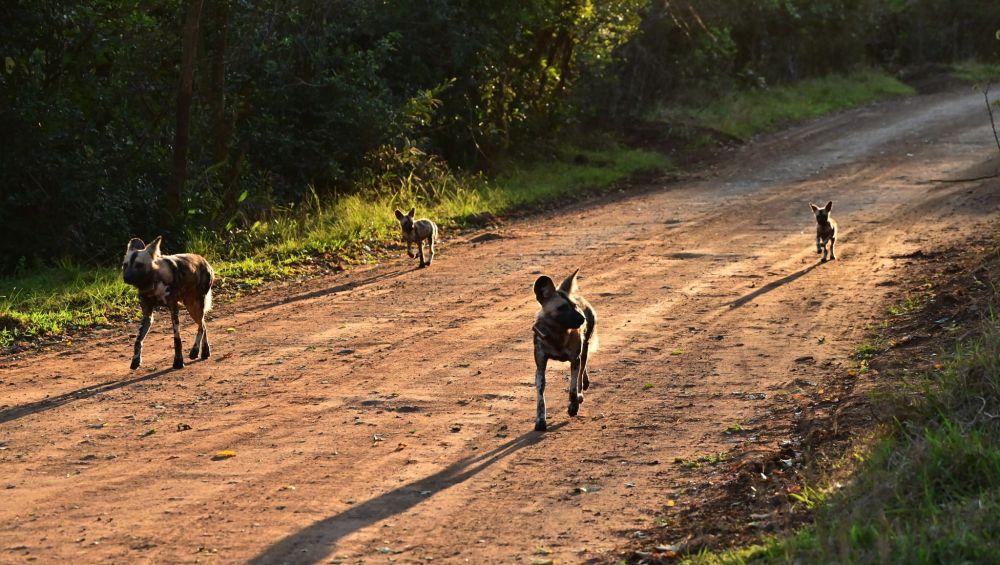 Zululand Hluwluwe Wild Dog Pack