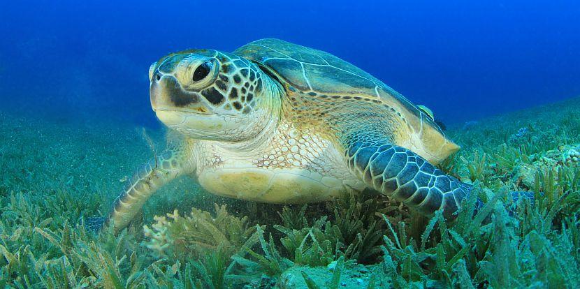 Green Turtle