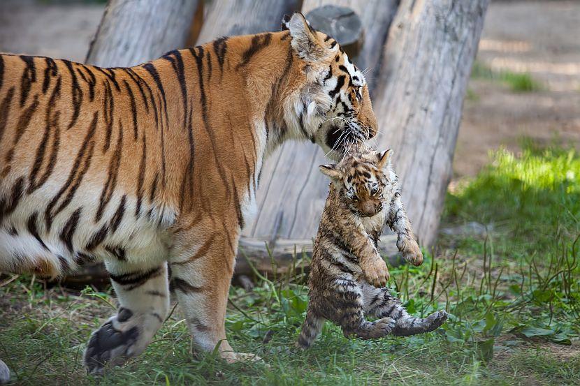 Tiger mum