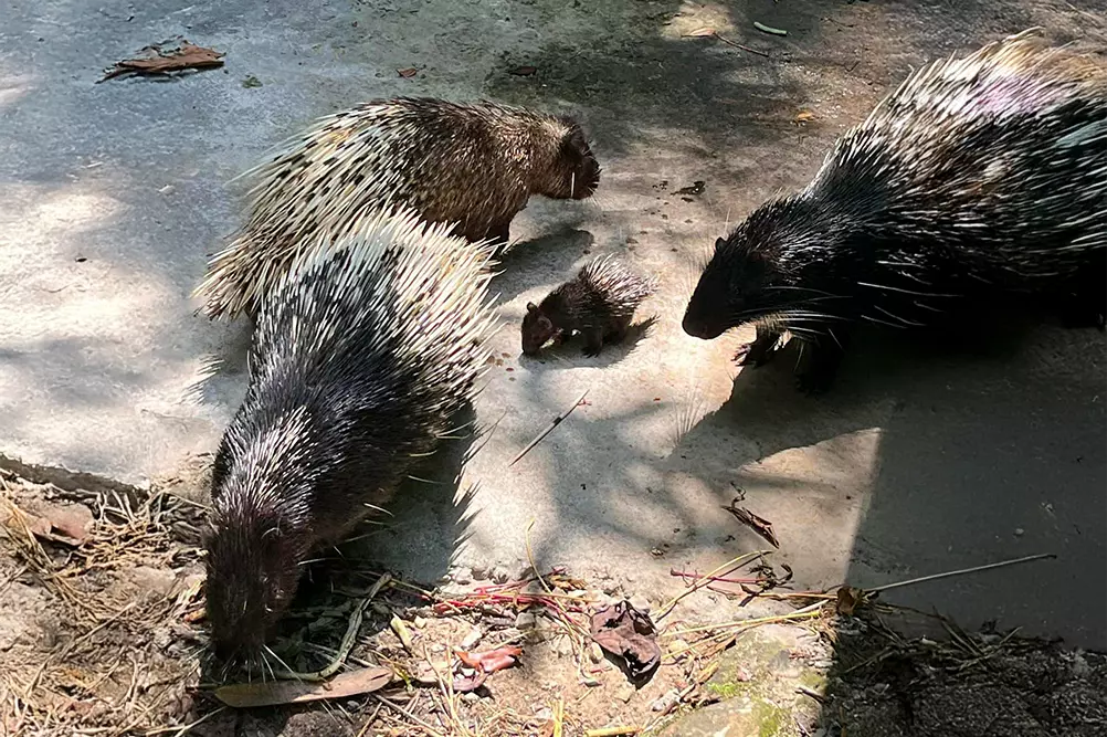 Porcupette at Matang