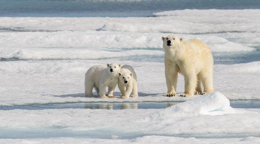 Polar Bear Facts