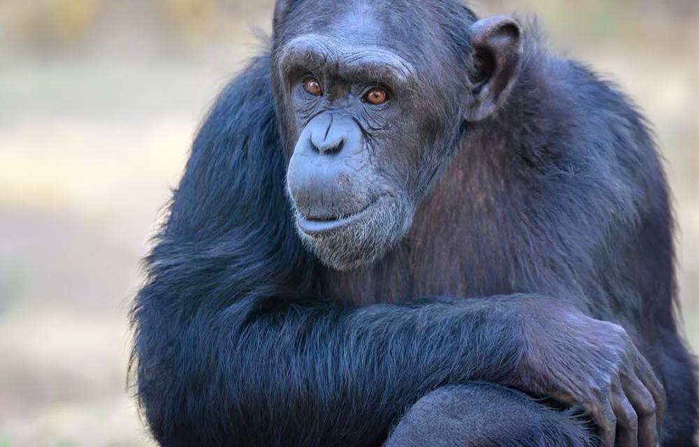Chimp Eden's Claude a Gentle Soul