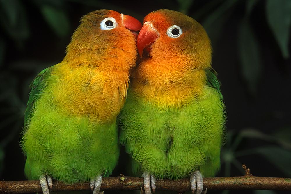 Lovebirds Pair