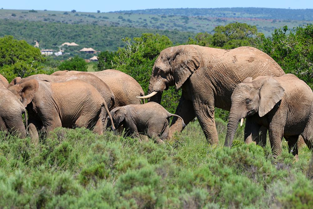 Photographing Elephants on Reserve