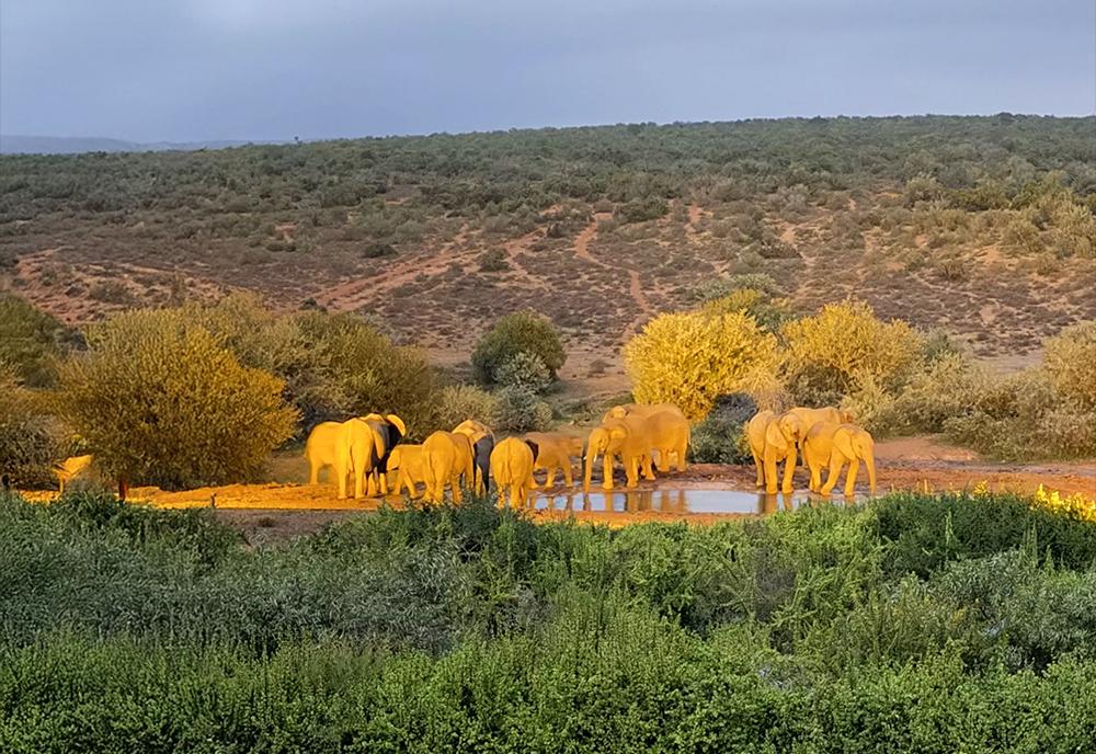 Elephants on Reserve - Amakhala Conservation Project