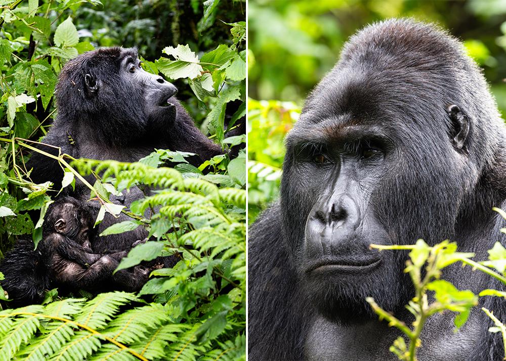 Gorilla Trekking in Uganda: Ultimate Wildlife Tour