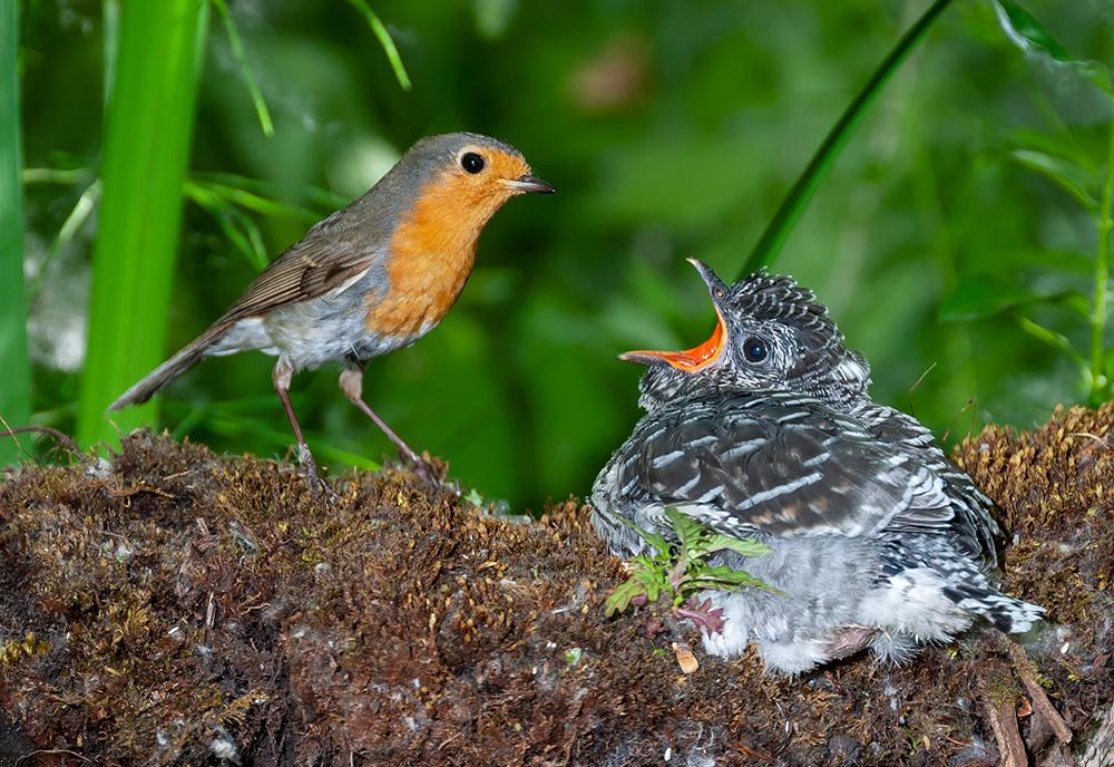 Cuckoo - Worst Mothers in the Animal Kingdom