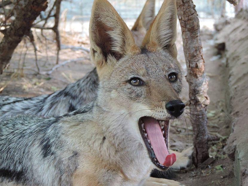 Jackal in South Africa